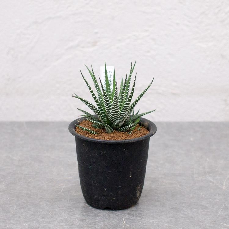 ハオルチア 十二の巻の通信販売 ネットショップ 観葉植物 多肉植物 塊根植物の通販 ネットショップの The Farm Universal Online Store ハオルチア 十二の巻の通信販売 ネットショップ 観葉植物 多肉植物 塊根植物の通販 ネットショップの The Farm Universal Online Store