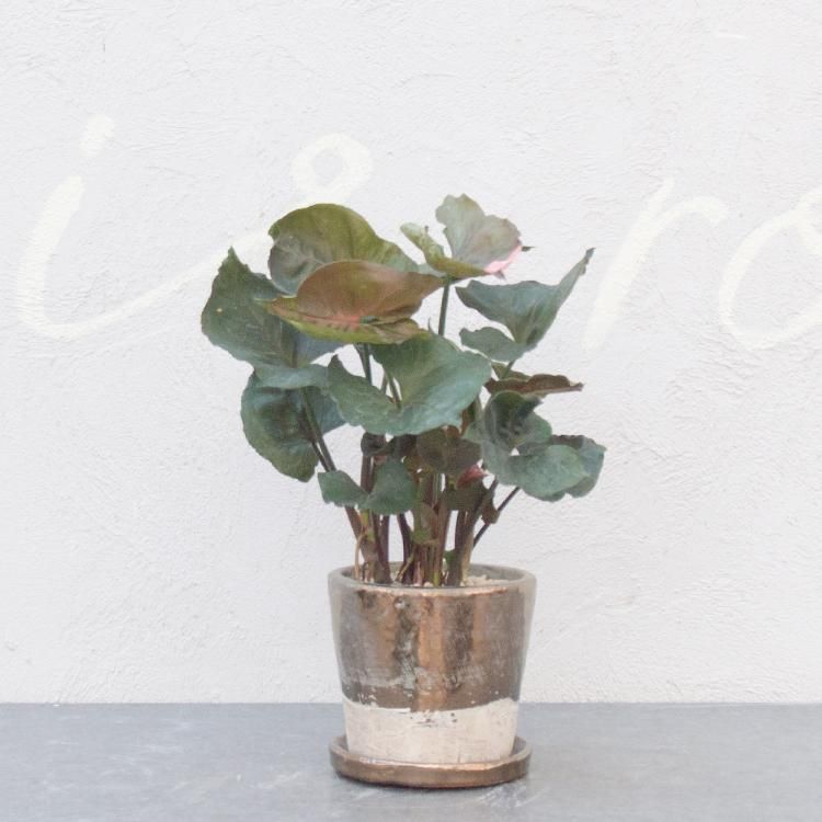 シンゴニウム 5号 観葉植物 多肉植物 塊根植物の通販 ネットショップ The Farm Universal Online Store シンゴニウム 5号 観葉植物 多肉植物 塊根植物の通販 ネットショップ The Farm Universal Online Store