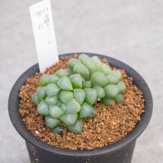 レアな多肉植物の通信販売・ネットショップ｜観葉植物・多肉植物、塊根植物の通販・ネットショップの『the Farm UNIVERSAL ONLINE  STORE』