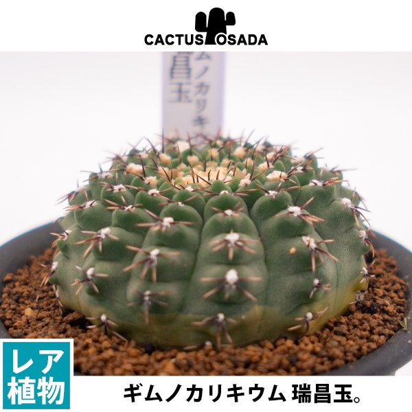 ギムノカリキウム 瑞昌玉の通信販売・ネットショップ｜観葉植物・多肉植物、塊根植物の通販・ネットショップの『the Farm UNIVERSAL  ONLINE STORE』