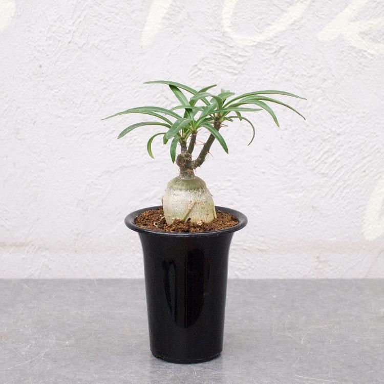 パキポディウム サキュレンタムの通信販売 ネットショップ 観葉植物 多肉植物 塊根植物の通販 ネットショップの The Farm Universal Online Store パキポディウム サキュレンタムの通信販売 ネットショップ 観葉植物 多肉植物 塊根植物の通販 ネットショップの The Farm Universal Online Store