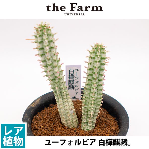 ユーフォルビア 白樺麒麟の通信販売・ネットショップ｜観葉植物・多肉植物、塊根植物の通販・ネットショップの『the Farm UNIVERSAL  ONLINE STORE』