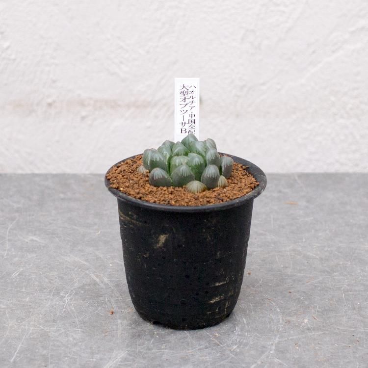ハオルチア 中国交配 大型オブツーサbの通信販売 ネットショップ 観葉植物 多肉植物 塊根植物の通販 ネットショップの The Farm Universal Online Store ハオルチア 中国交配 大型オブツーサbの通信販売 ネットショップ 観葉植物 多肉植物 塊根植物の通販 ネットショップの The Farm Universal Online Store