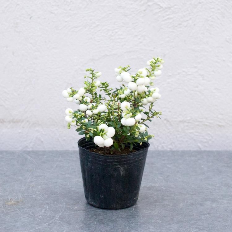 真珠の木 ホワイト 3号 観葉植物 多肉植物 塊根植物の通販 ネットショップ The Farm Universal Online Store 真珠の木 ホワイト 3号 観葉植物 多肉植物 塊根植物の通販 ネットショップ The Farm Universal Online Store