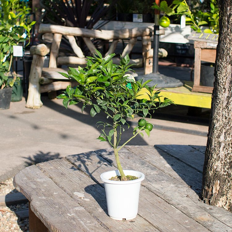 すだち 6号 - 観葉植物・多肉植物・塊根植物の通販・ネットショップ