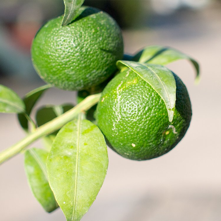 すだち 6号 - 観葉植物・多肉植物・塊根植物の通販・ネットショップ