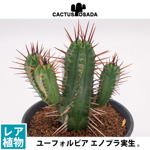 ユーフォルビア エノプラ実生の通信販売・ネットショップ｜観葉植物・多肉植物、塊根植物の通販・ネットショップの『the Farm UNIVERSAL  ONLINE STORE』