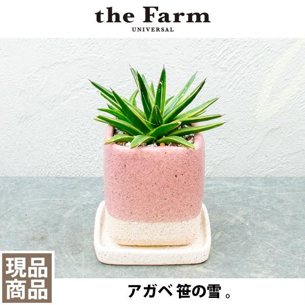 アガベ 笹の雪の通信販売 ネットショップ 観葉植物 多肉植物 塊根植物の通販 ネットショップの The Farm Universal Online Store アガベ 笹の雪の通信販売 ネットショップ 観葉植物 多肉植物 塊根植物の通販 ネットショップの The Farm Universal Online Store