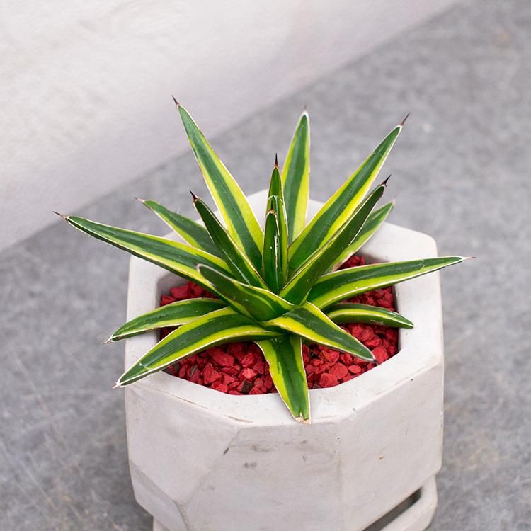 アガベ 笹の雪の通信販売 ネットショップ 観葉植物 多肉植物 塊根植物の通販 ネットショップの The Farm Universal Online Store アガベ 笹の雪の通信販売 ネットショップ 観葉植物 多肉植物 塊根植物の通販 ネットショップの The Farm Universal Online Store