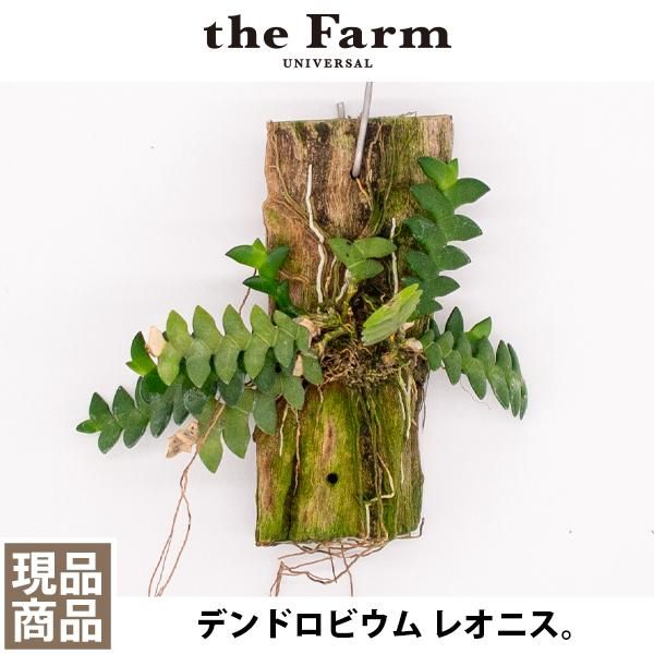 人気のデンドロビウム レオニスなどの洋蘭を通信販売 国内最大級のガーデンセンター The Farm Universal から人気の観葉植物 希少な塊根植物 珍しい多肉植物をお届けします