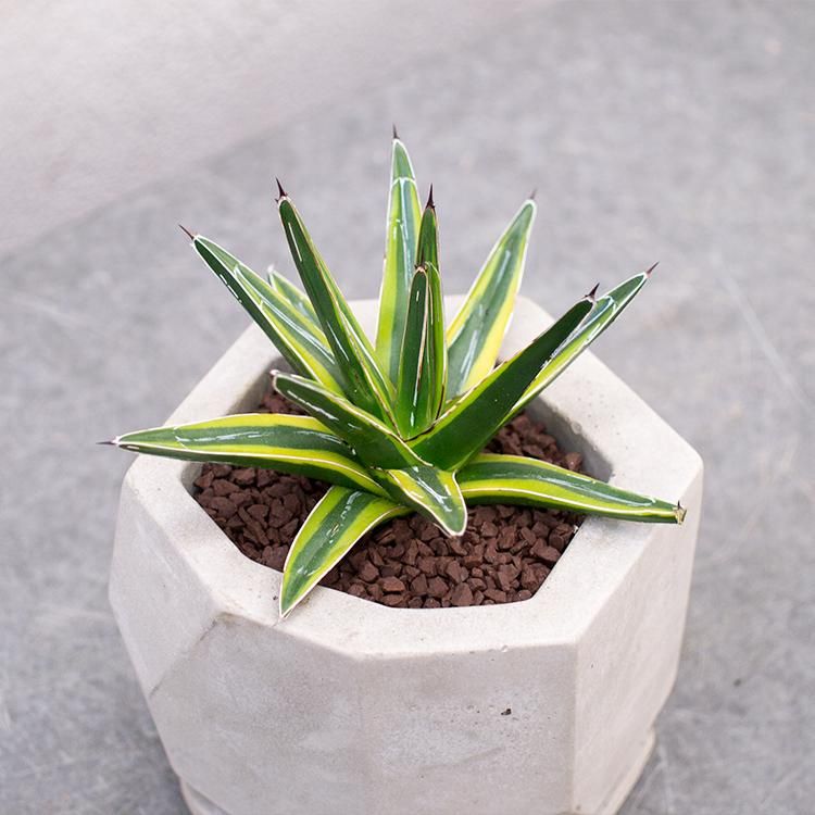 アガベ 笹の雪の通信販売 ネットショップ 観葉植物 多肉植物 塊根植物の通販 ネットショップの The Farm Universal Online Store アガベ 笹の雪の通信販売 ネットショップ 観葉植物 多肉植物 塊根植物の通販 ネットショップの The Farm Universal Online Store