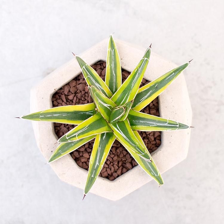 アガベ 笹の雪の通信販売 ネットショップ 観葉植物 多肉植物 塊根植物の通販 ネットショップの The Farm Universal Online Store アガベ 笹の雪の通信販売 ネットショップ 観葉植物 多肉植物 塊根植物の通販 ネットショップの The Farm Universal Online Store
