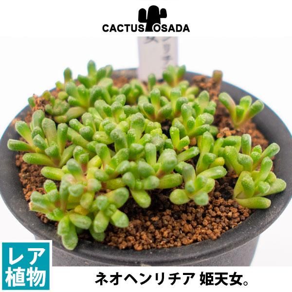 ネオヘンリチア 姫天女の通信販売 ネットショップ 観葉植物 多肉植物 塊根植物の通販 ネットショップの The Farm Universal Online Store