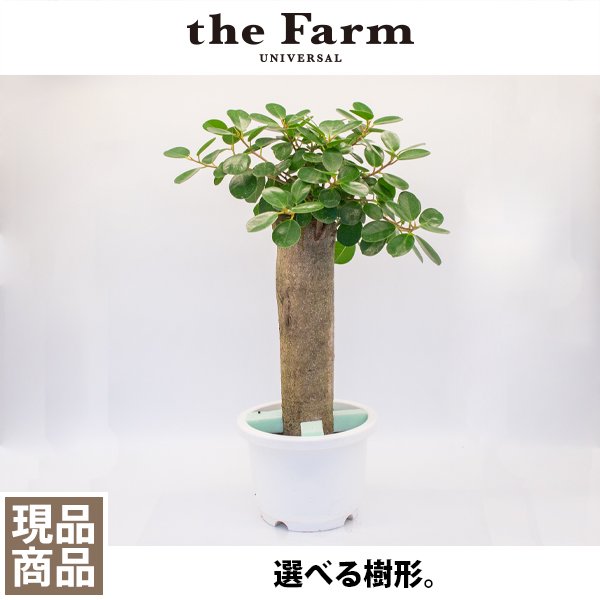 パンダ ガジュマルの通信販売・ネットショップ｜観葉植物・多肉植物、塊根植物の通販・ネットショップの『the Farm UNIVERSAL ONLINE  STORE』