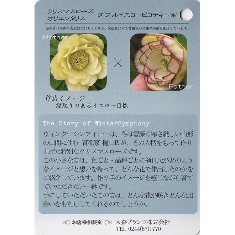 クリスマスローズ ウィンターシンフォニーの通信販売 ネットショップ 観葉植物 多肉植物 塊根植物の通販 ネットショップの The Farm Universal Online Store