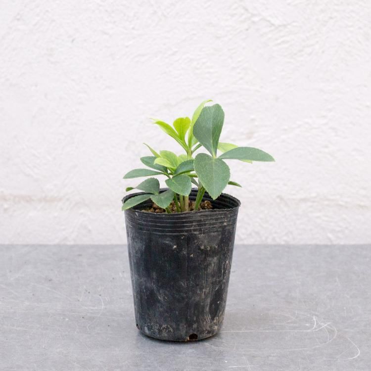 クリスマスローズ ウィンターシンフォニーの通信販売 ネットショップ 観葉植物 多肉植物 塊根植物の通販 ネットショップの The Farm Universal Online Store クリスマスローズ ウィンターシンフォニーの通信販売 ネットショップ 観葉植物 多肉植物 塊根植物の通販 ネットショップの The Farm Universal Online Store