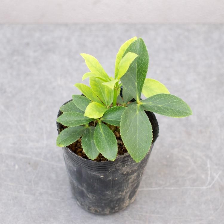 クリスマスローズ ウィンターシンフォニーの通信販売 ネットショップ 観葉植物 多肉植物 塊根植物の通販 ネットショップの The Farm Universal Online Store クリスマスローズ ウィンターシンフォニーの通信販売 ネットショップ 観葉植物 多肉植物 塊根植物の通販 ネットショップの The Farm Universal Online Store