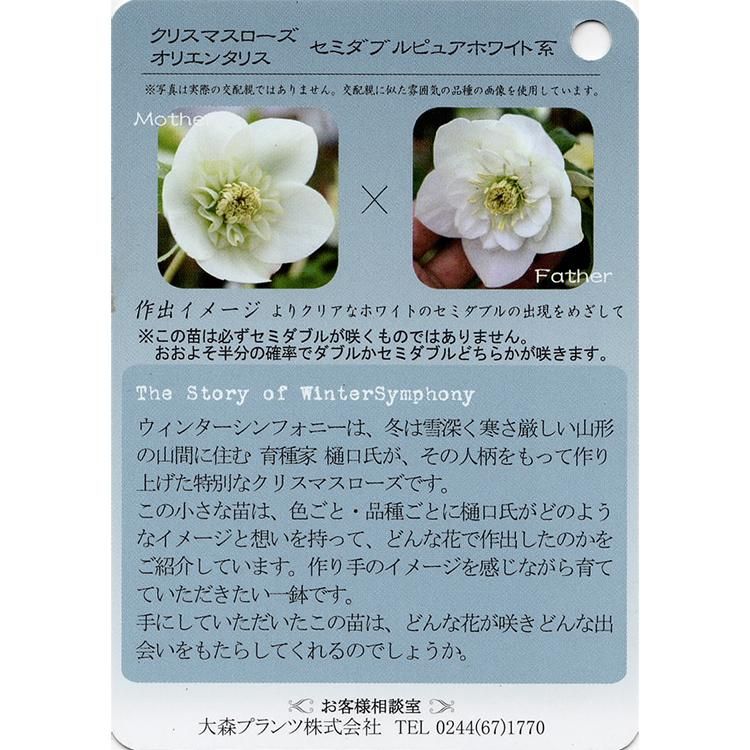 クリスマスローズ ウィンターシンフォニーの通信販売 ネットショップ 観葉植物 多肉植物 塊根植物の通販 ネットショップの The Farm Universal Online Store