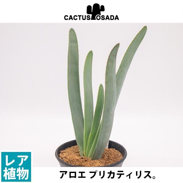 アロエ プリカティリスの通信販売 ネットショップ 観葉植物 多肉植物 塊根植物の通販 ネットショップの The Farm Universal Online Store