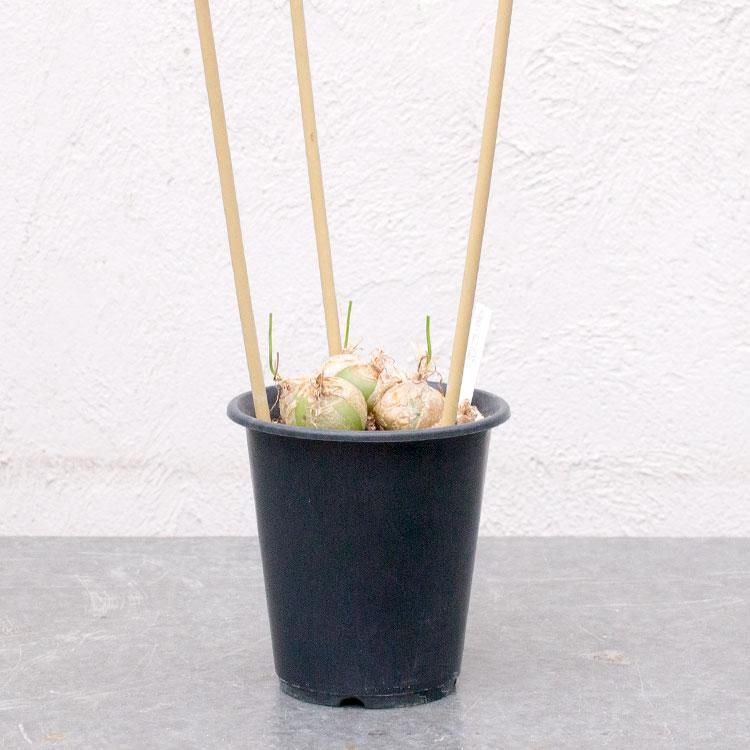 蒼角殿 ソウカクデン 4号 観葉植物 多肉植物 塊根植物の通販 ネットショップ The Farm Universal Online Store 蒼角殿 ソウカクデン 4号 観葉植物 多肉植物 塊根植物の通販 ネットショップ The Farm Universal Online Store