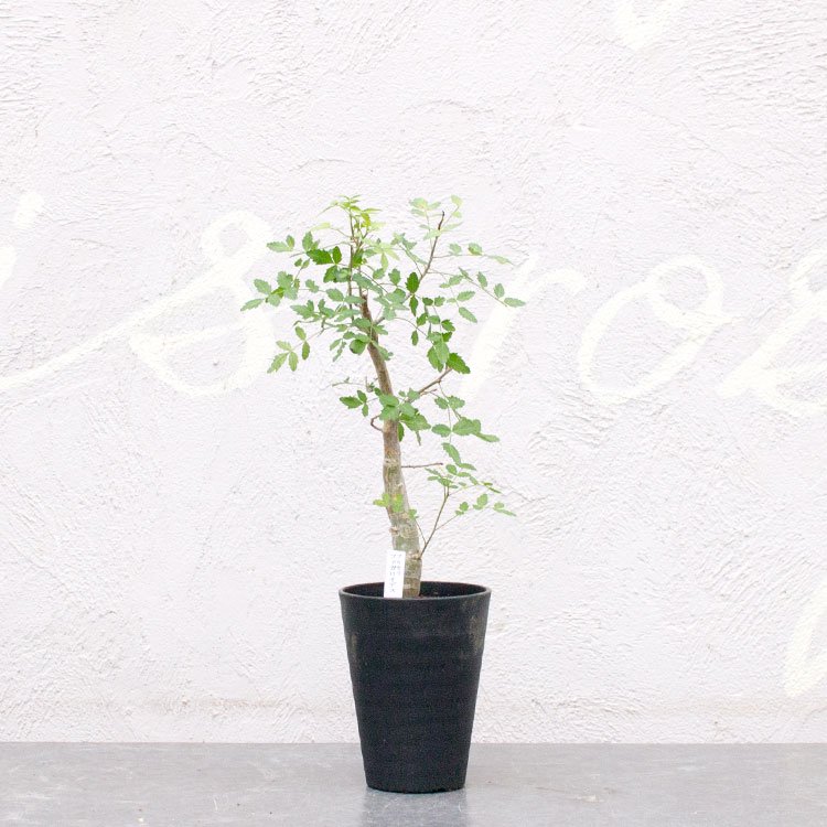 ブルセラ ファガロイデス 4号 - 観葉植物・多肉植物・塊根植物の通販