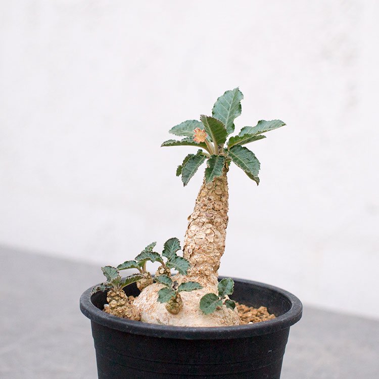 ドルステニア ホルウッディ 3号 - 観葉植物・多肉植物・塊根植物の通販 