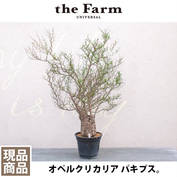 オペルクリカリア パキプスの通信販売・ネットショップ｜観葉植物・多肉植物、塊根植物の通販・ネットショップの『the Farm UNIVERSAL  ONLINE STORE』