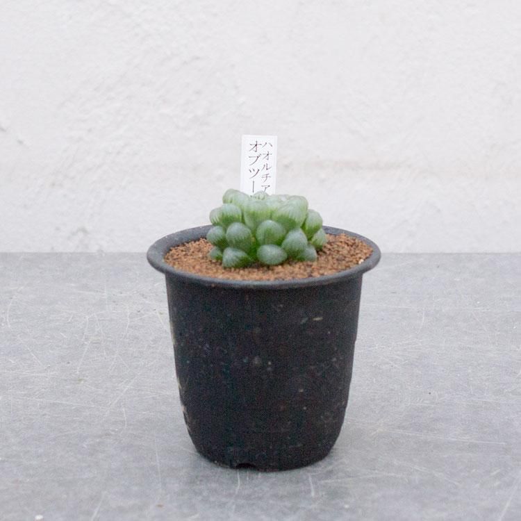 ハオルチア オブツーサの通信販売 ネットショップ 観葉植物 多肉植物 塊根植物の通販 ネットショップの The Farm Universal Online Store ハオルチア オブツーサの通信販売 ネットショップ 観葉植物 多肉植物 塊根植物の通販 ネットショップの The Farm Universal Online Store