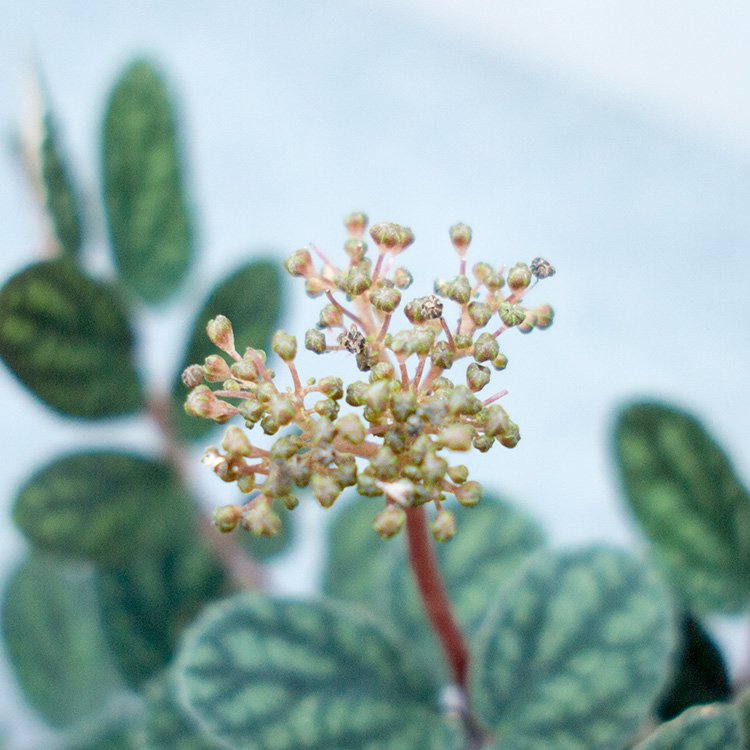 ペリオニア 3号 - 観葉植物・多肉植物・塊根植物の通販・ネット