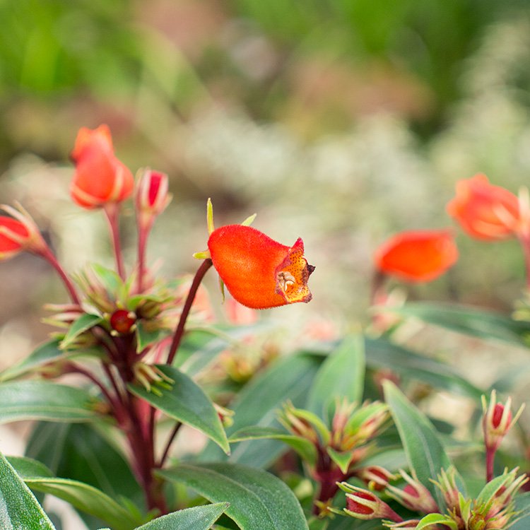 シーマニア レッドリップ 5号 - 観葉植物・多肉植物・塊根植物の通販・ネットショップ｜the Farm UNIVERSAL ONLINE STORE