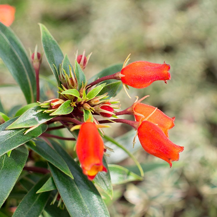 シーマニア レッドリップ 5号 - 観葉植物・多肉植物・塊根植物の通販・ネットショップ｜the Farm UNIVERSAL ONLINE STORE