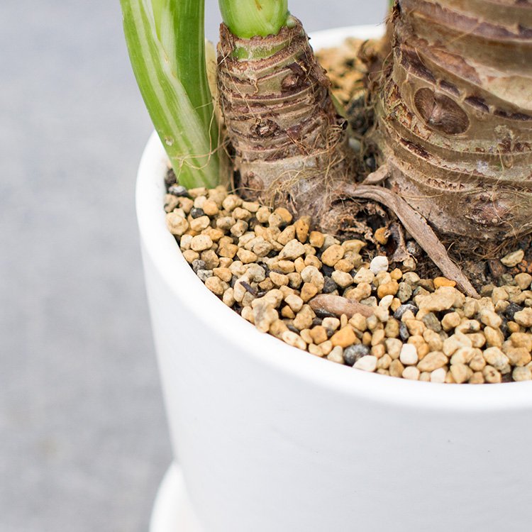 斑入りクワズイモ 3号 - 観葉植物・多肉植物・塊根植物の通販・ネット