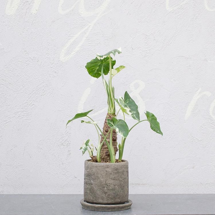 斑入りクワズイモ 4号 観葉植物 多肉植物 塊根植物の通販 ネットショップ The Farm Universal Online Store 斑入りクワズイモ 4号 観葉植物 多肉植物 塊根植物の通販 ネットショップ The Farm Universal Online Store