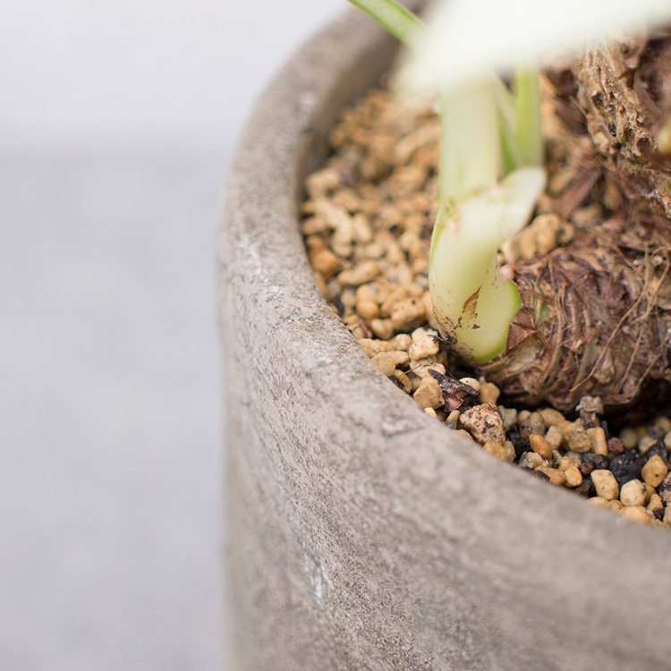 斑入りクワズイモ 4号 - 観葉植物・多肉植物・塊根植物の通販・ネット