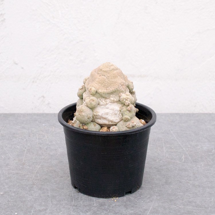 プセウドリトス 4号 - 観葉植物・多肉植物・塊根植物の通販・ネット 