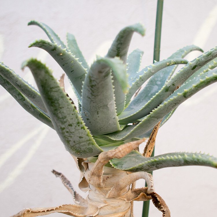 アロエ・ピランシー (Aloe pillansii) /【検索用】多肉植物 - 観葉植物