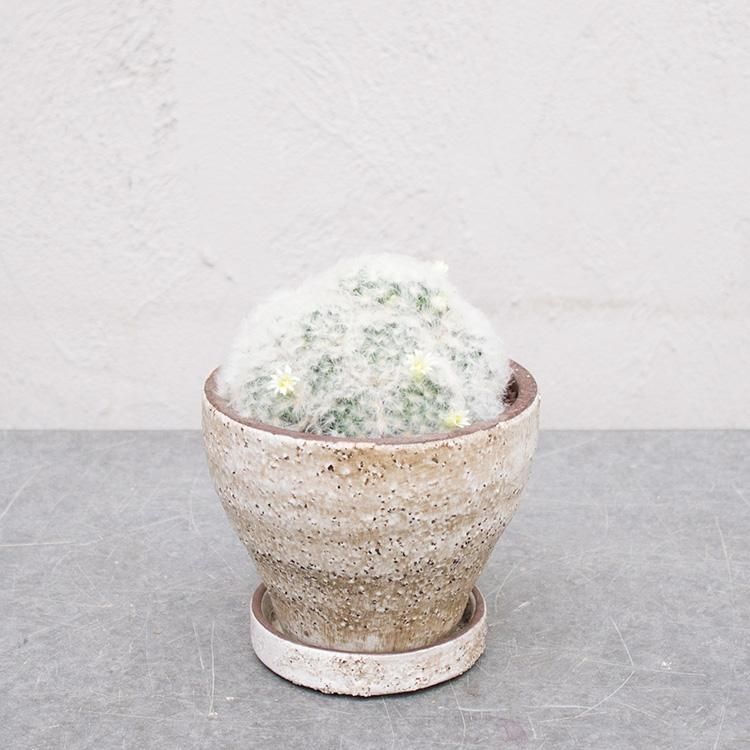 マミラリア 白星 5号 観葉植物 多肉植物 塊根植物の通販 ネットショップ The Farm Universal Online Store マミラリア 白星 5号 観葉植物 多肉植物 塊根植物の通販 ネットショップ The Farm Universal Online Store