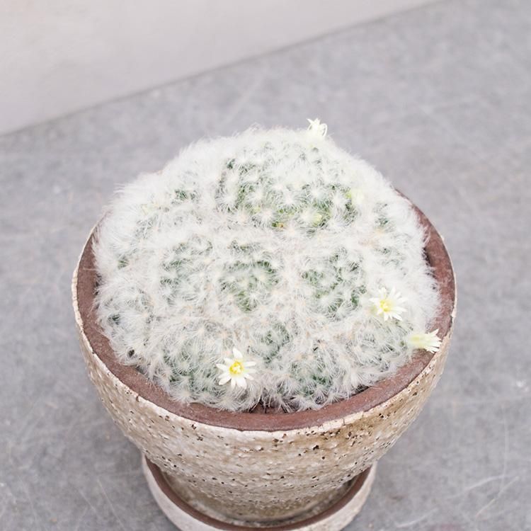 マミラリア 白星 5号 観葉植物 多肉植物 塊根植物の通販 ネットショップ The Farm Universal Online Store マミラリア 白星 5号 観葉植物 多肉植物 塊根植物の通販 ネットショップ The Farm Universal Online Store