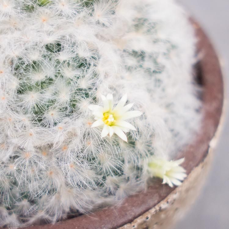 マミラリア 白星 5号 観葉植物 多肉植物 塊根植物の通販 ネットショップ The Farm Universal Online Store マミラリア 白星 5号 観葉植物 多肉植物 塊根植物の通販 ネットショップ The Farm Universal Online Store
