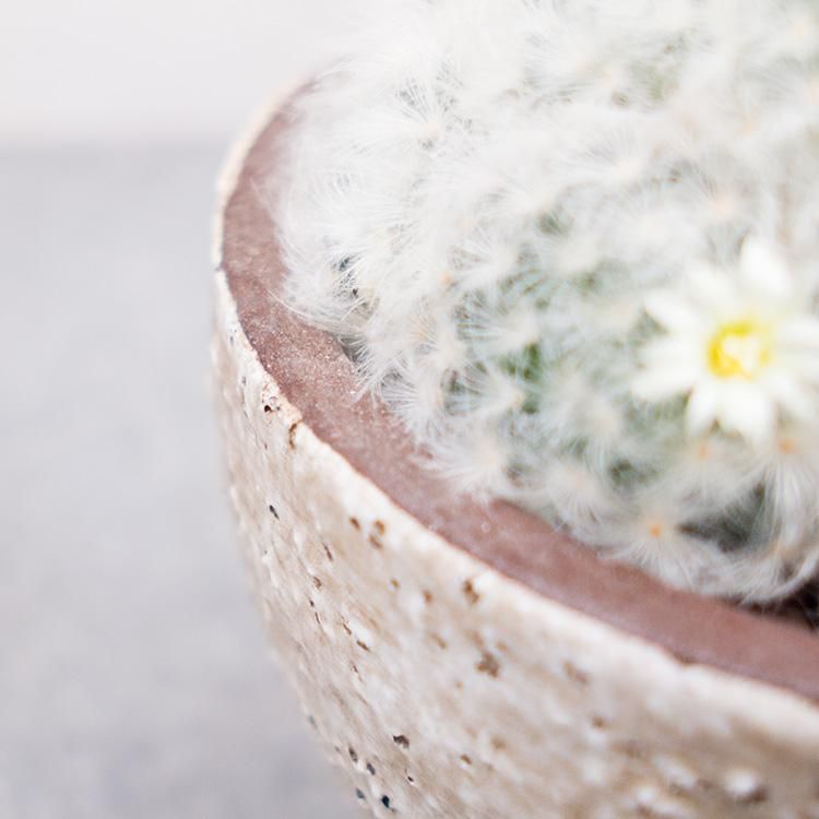 マミラリア 白星 5号 観葉植物 多肉植物 塊根植物の通販 ネットショップ The Farm Universal Online Store マミラリア 白星 5号 観葉植物 多肉植物 塊根植物の通販 ネットショップ The Farm Universal Online Store