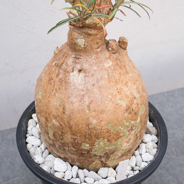 で公式に取扱 【現品】塊根植物 アデニウム ソマレンセ ８号鉢 - 観葉植物