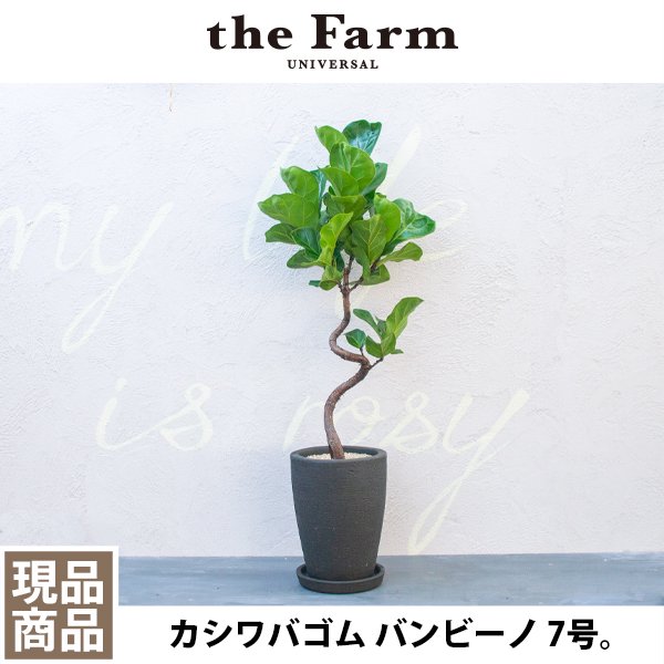 カシワバゴム バンビーノの通信販売・ネットショップ｜観葉植物・多肉植物、塊根植物の通販・ネットショップの『the Farm UNIVERSAL  ONLINE STORE』