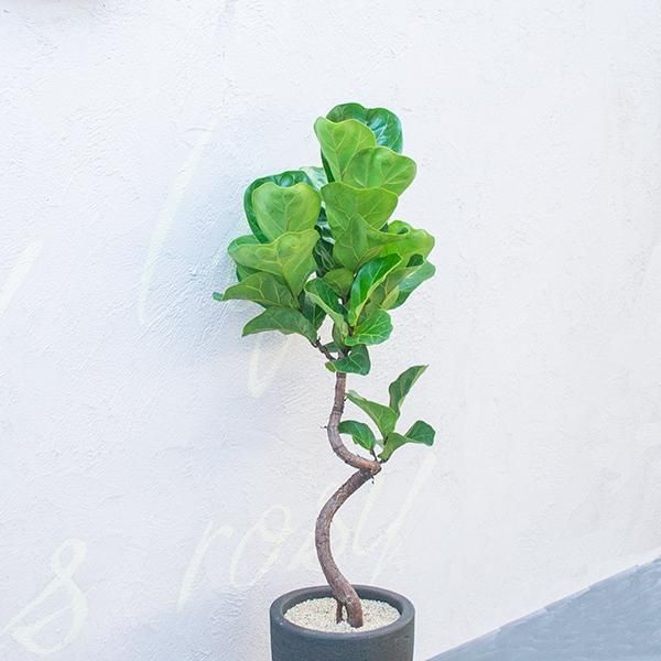 カシワバゴム バンビーノの通信販売 ネットショップ 観葉植物 多肉植物 塊根植物の通販 ネットショップの The Farm Universal Online Store カシワバゴム バンビーノの通信販売 ネットショップ 観葉植物 多肉植物 塊根植物の通販 ネットショップの The Farm Universal Online Store