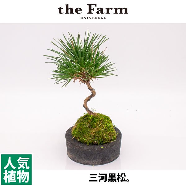 三河黒松の通信販売・ネットショップ｜観葉植物・多肉植物、塊根植物の通販・ネットショップの『the Farm UNIVERSAL ONLINE  STORE』