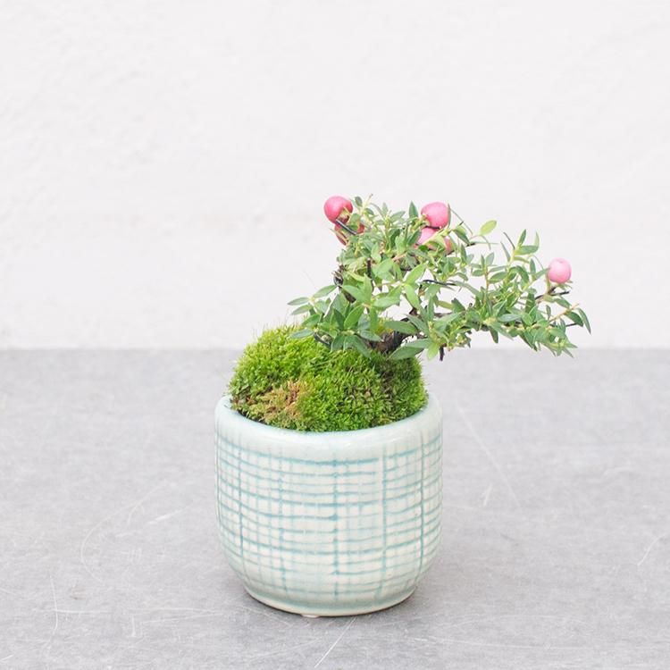 真珠の木 ピンク 3号 観葉植物 多肉植物 塊根植物の通販 ネットショップ The Farm Universal Online Store 真珠の木 ピンク 3号 観葉植物 多肉植物 塊根植物の通販 ネットショップ The Farm Universal Online Store