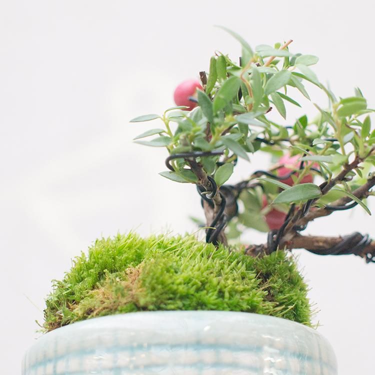 真珠の木 ピンク 3号 観葉植物 多肉植物 塊根植物の通販 ネットショップ The Farm Universal Online Store 真珠の木 ピンク 3号 観葉植物 多肉植物 塊根植物の通販 ネットショップ The Farm Universal Online Store