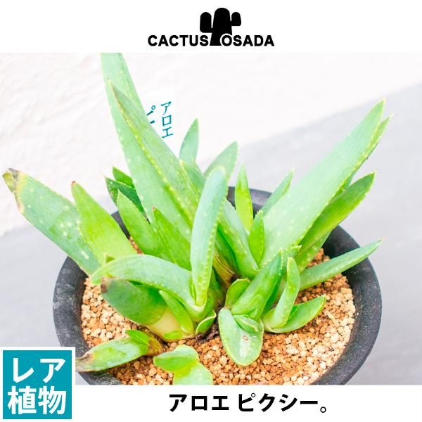 アロエ ピクシーの通信販売 ネットショップ 観葉植物 多肉植物 塊根植物の通販 ネットショップの The Farm Universal Online Store