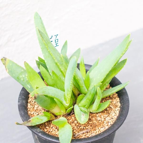 アロエ ピクシーの通信販売 ネットショップ 観葉植物 多肉植物 塊根植物の通販 ネットショップの The Farm Universal Online Store アロエ ピクシーの通信販売 ネットショップ 観葉植物 多肉植物 塊根植物の通販 ネットショップの The Farm Universal Online Store