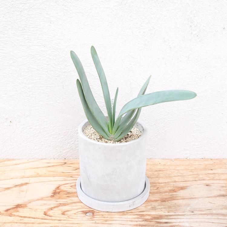アロエ プリカティリスの通信販売 ネットショップ 観葉植物 多肉植物 塊根植物の通販 ネットショップの The Farm Universal Online Store アロエ プリカティリスの通信販売 ネットショップ 観葉植物 多肉植物 塊根植物の通販 ネットショップの The Farm Universal Online Store