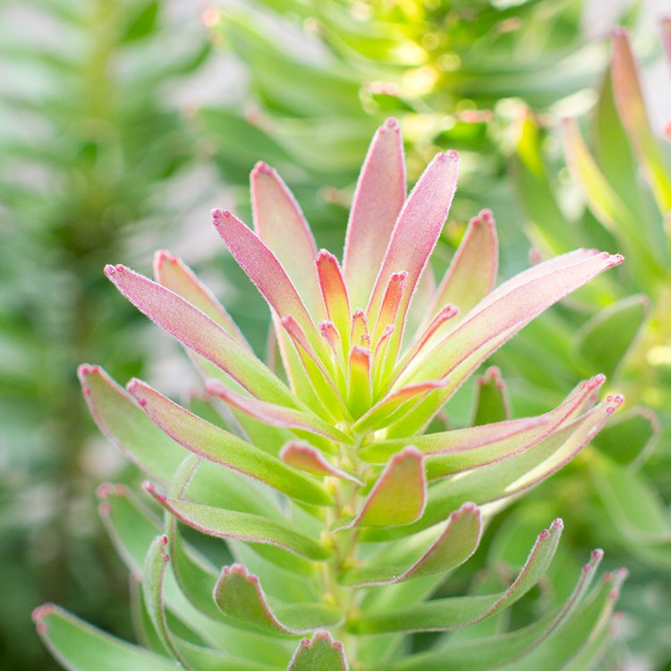 ミメティス クラッカージャックレッド 8号 - 観葉植物・多肉植物・塊根植物の通販・ネットショップ｜the Farm UNIVERSAL ONLINE  STORE